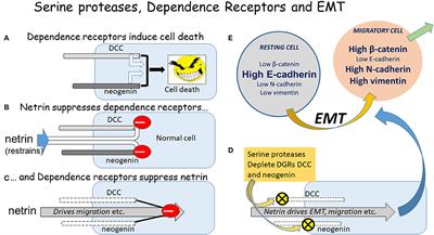 Dependence and Guidance Receptors—DCC and Neogenin—In Partial EMT and the Actions of Serine Proteases